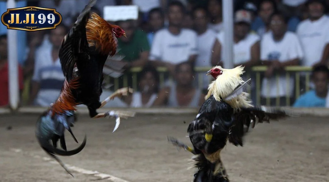 Cockfighting with knife spurs JLJL99 - A Fierce Arena