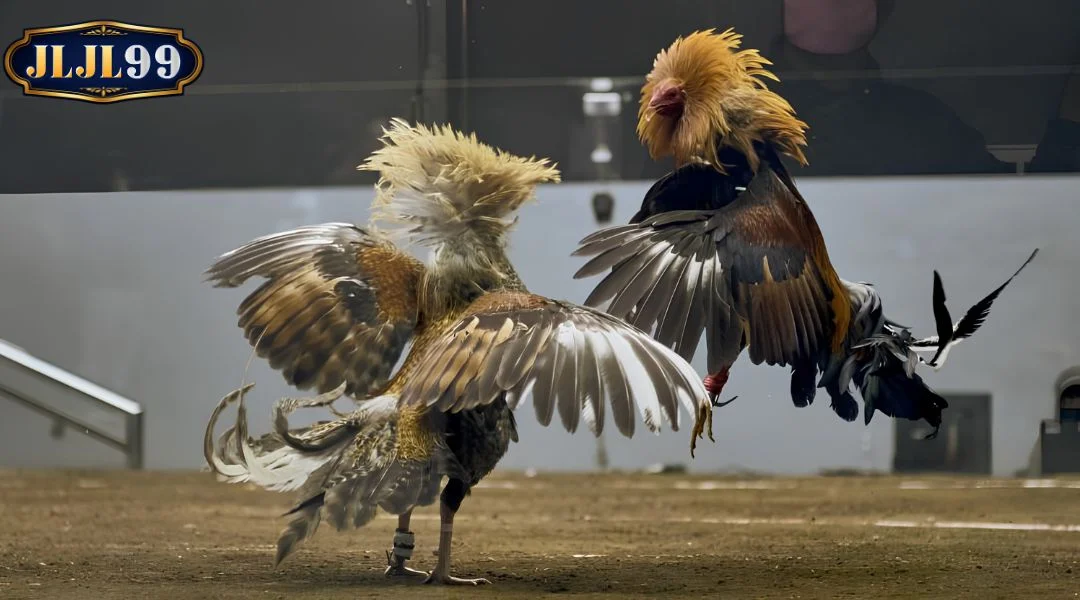 General Outline of Thomo cockfighting betting at JLJL99