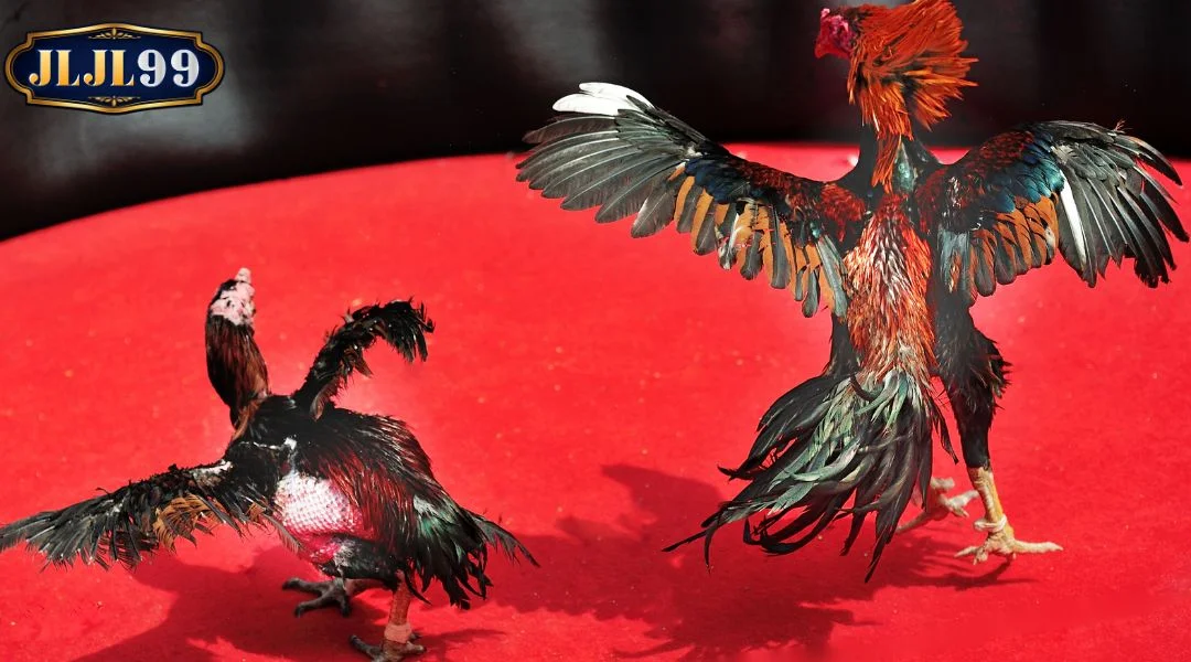 Regulations for Participating in Thomo cockfighting betting at JLJL99