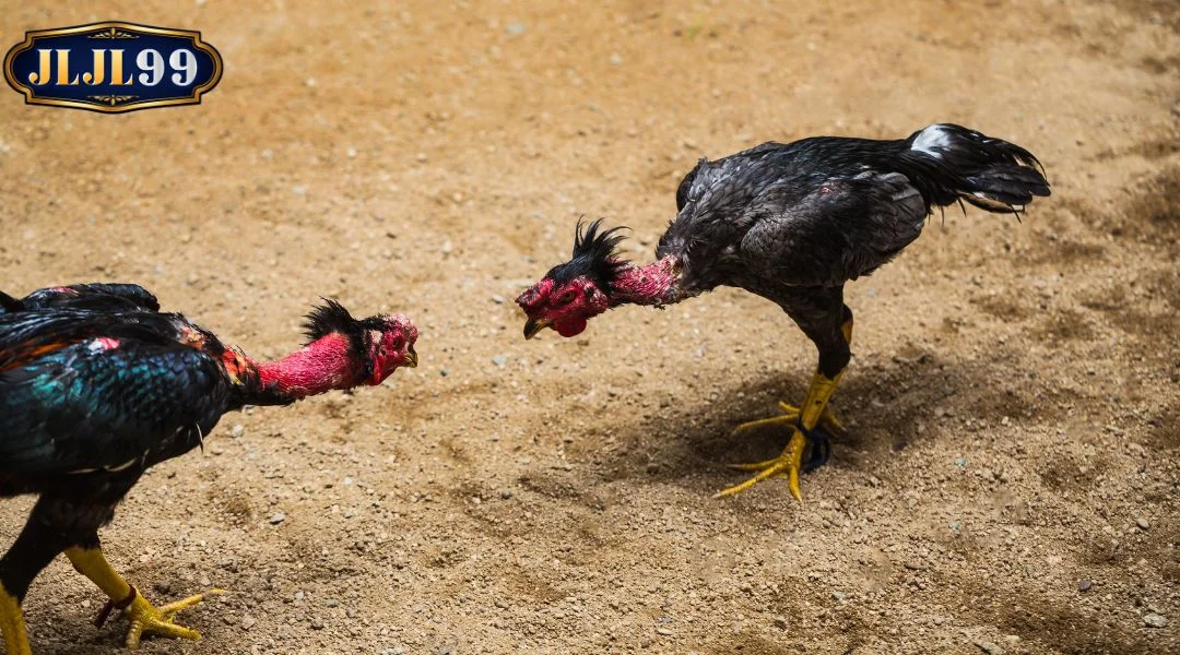 Secrets to Winning Big at Thomo cockfighting betting JLJL99